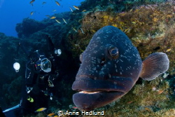 Friendly grouper by Anne Hedlund 